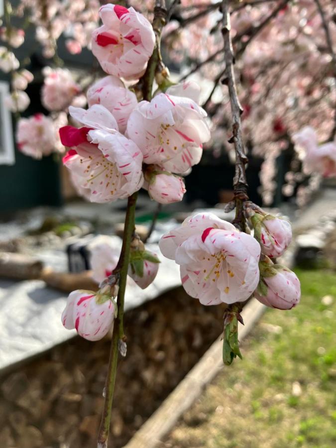 Julian'S English Homestay And Pension Fujimi Экстерьер фото